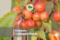 Evereste Crabapple Seeds – 25+ Ornamental Flowering Tree Seeds for Gardens, Landscape, Pollinator Attractant – Malus × robusta 'Evereste'