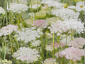 False Queen Anne's Lace Seeds – 100 Wildflower Seeds for Pollinator Gardens, Cottage Garden, Ammi majus