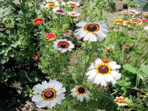 100 Painted Daisy Seeds Glebionis carinata Wildflower Seeds for Pollinator Garden, Cottage, Meadow, Naturalistic Planting
