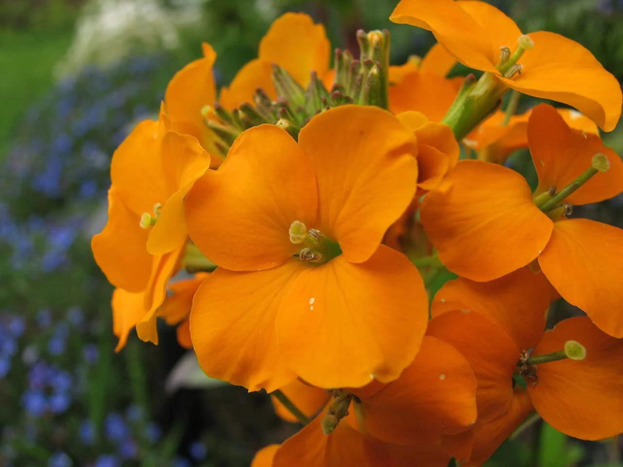 100 Siberian Wallflower Seeds – Cheiranthus allionii Wildflower Seeds for Pollinator Gardens and Cottage Garden Borders