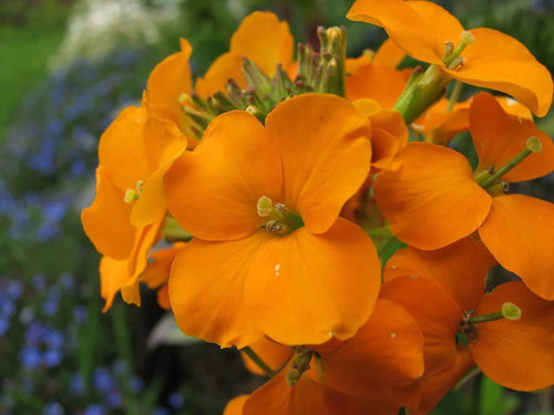 100 Siberian Wallflower Seeds – Cheiranthus allionii Wildflower Seeds for Pollinator Gardens and Cottage Garden Borders