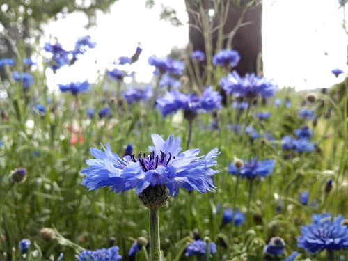 100 Blue Bachelor's Button Seeds – Centaurea cyanus Wildflower Seeds for Pollinator Gardens, Cottage Garden, Natural Landscape