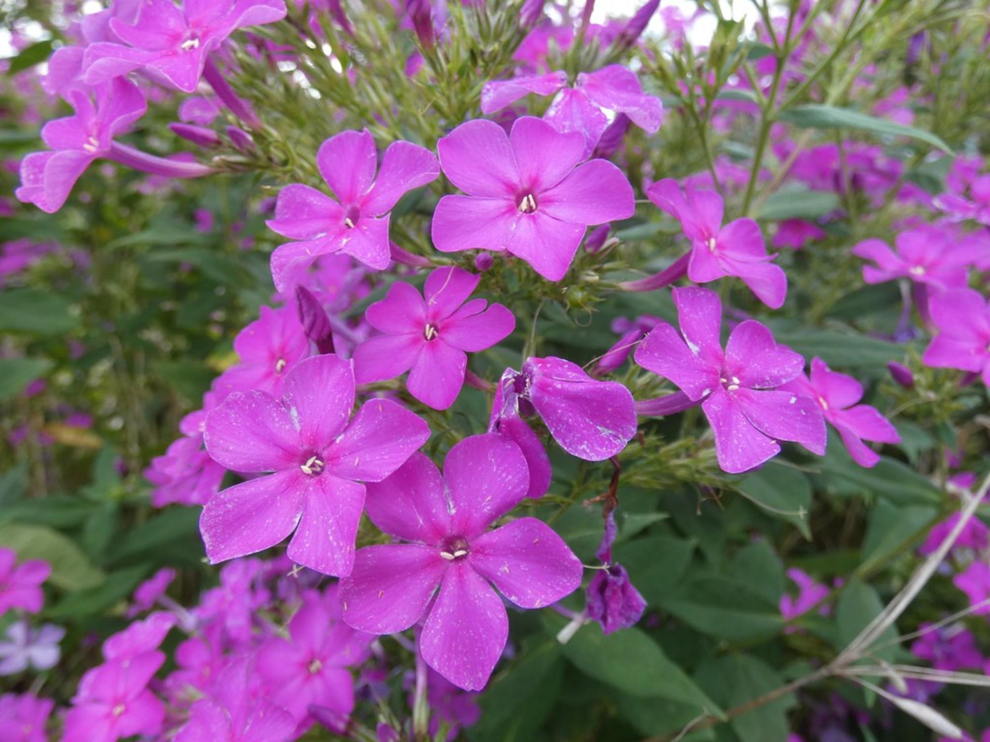 100 Annual Phlox Seeds – Phlox drummondii Wildflower Seeds for Pollinator Gardens, Cottage Garden, Naturalistic Planting