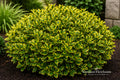 Golden Euonymus Live Plant – Euonymus japonicus 'Aureo-marginatus' Evergreen Shrub for Hedges & Borders