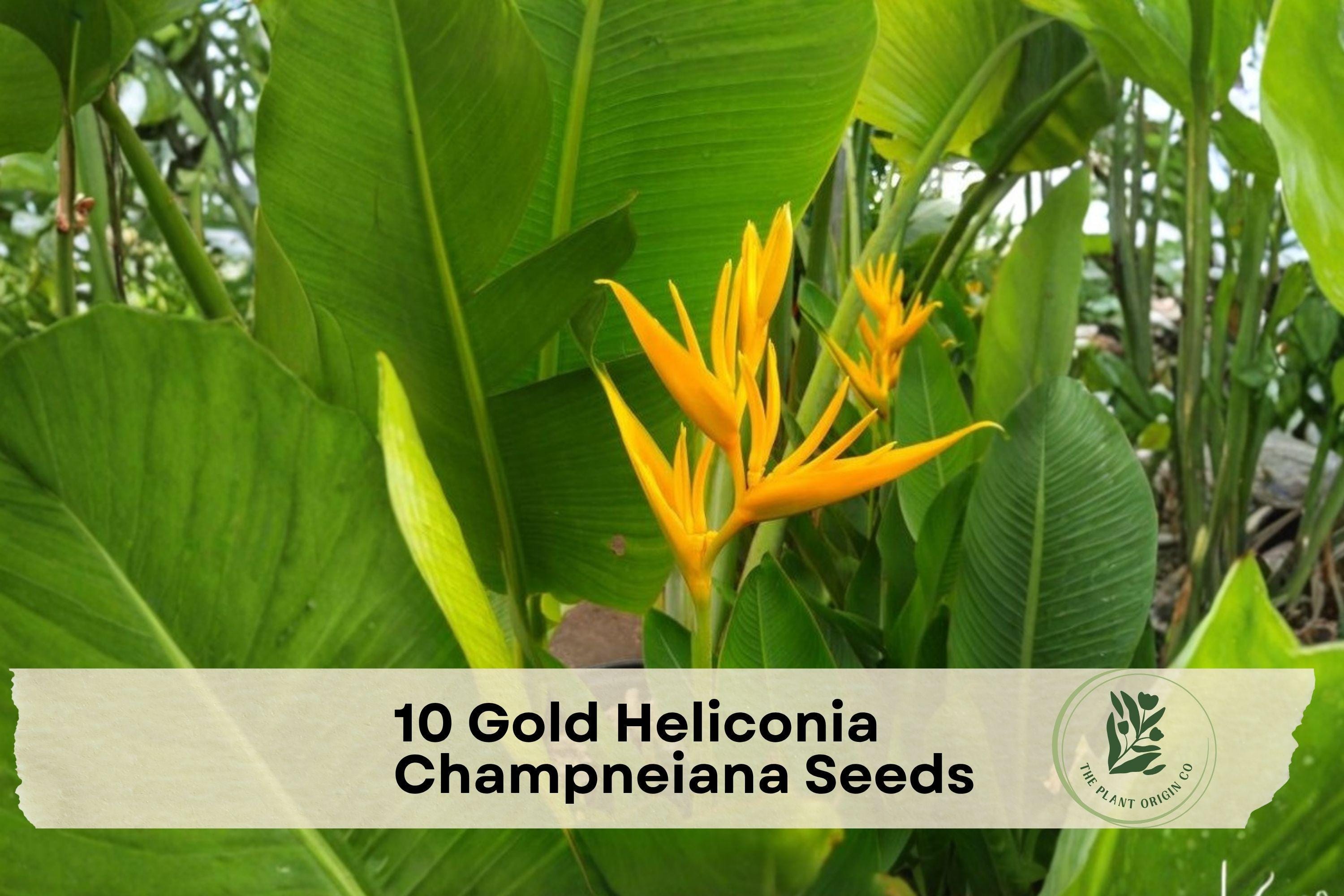 10 Gold Heliconia Champneiana Seeds - Tropical Ornamental Plant with Golden Yellow Bracts & Banana-Like Foliage