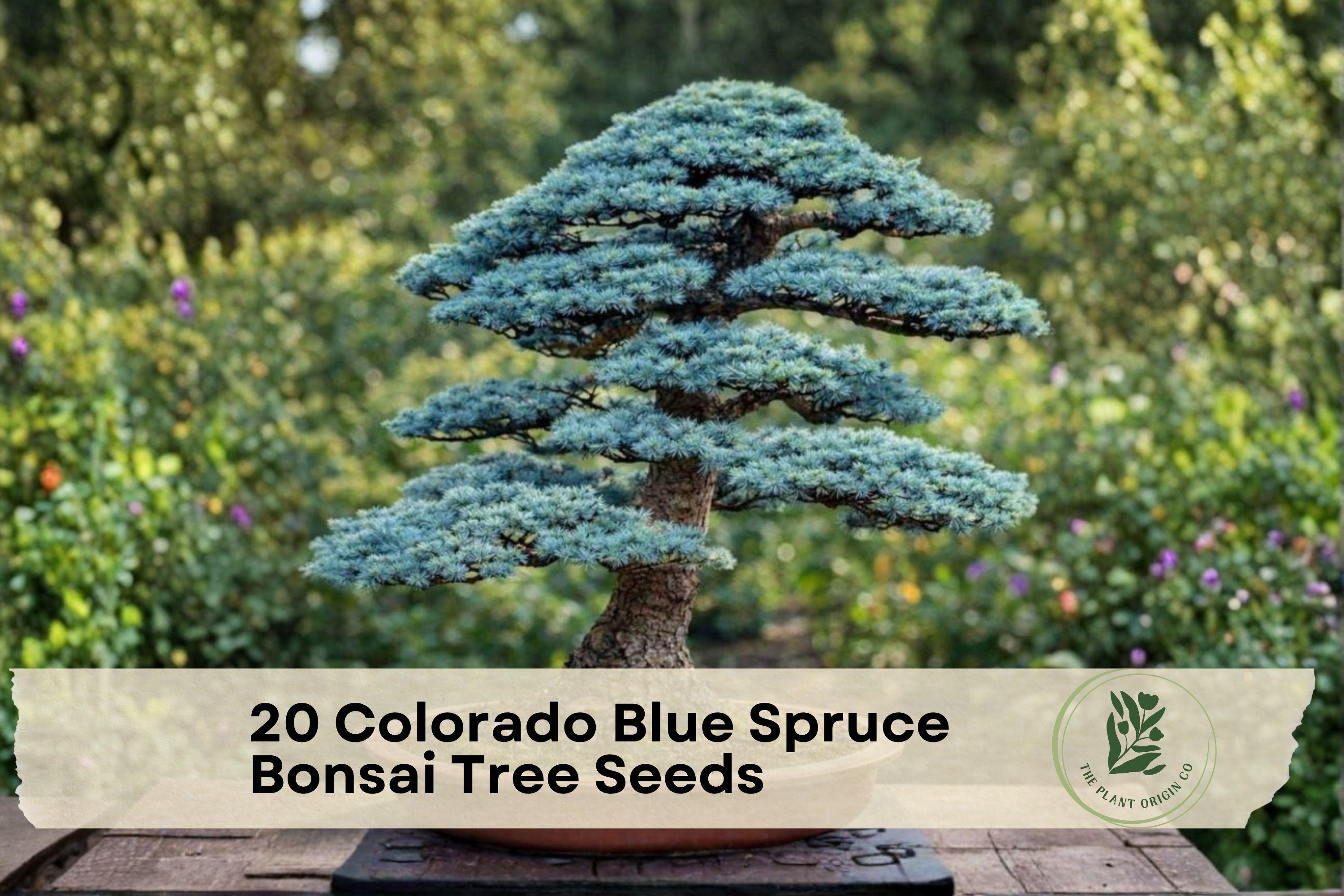 Colorado Blue Spruce Bonsai Tree Seeds – Picea pungens, Blue-Green Needles, Evergreen Conifer, 20 Seeds