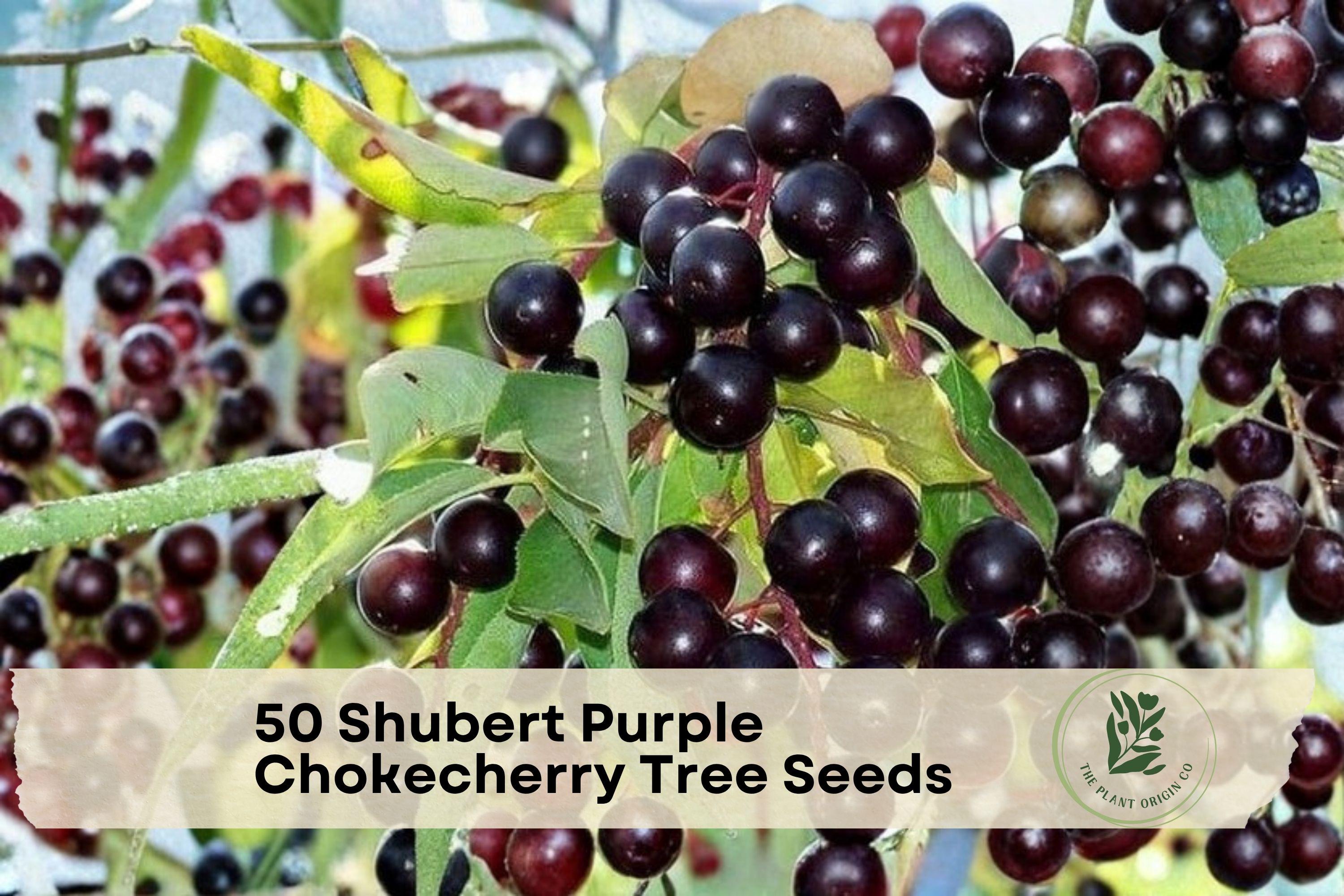 50 Shubert Purple Chokecherry Tree Seeds - Ornamental Deciduous Tree with Purple Foliage, Spring Flowers & Dark Berries, Prunus virginiana