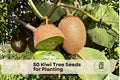 50 Kiwi Tree Seeds for Planting – Actinidia chinensis Climbing Vine for Garden, Trellis, Pergola, Edible Landscape