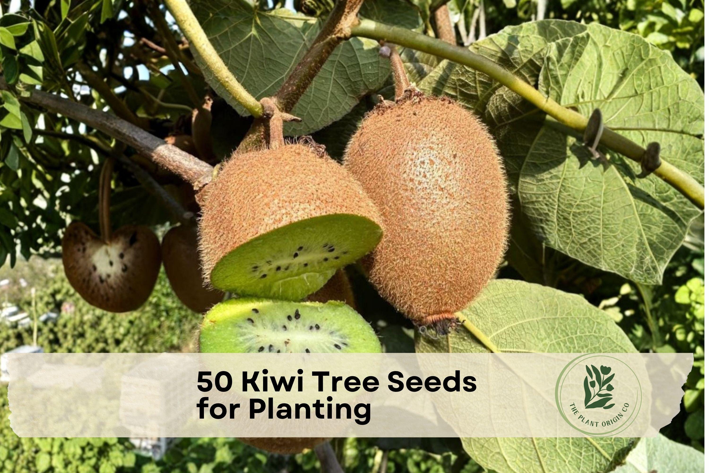 50 Kiwi Tree Seeds for Planting – Actinidia chinensis Climbing Vine for Garden, Trellis, Pergola, Edible Landscape