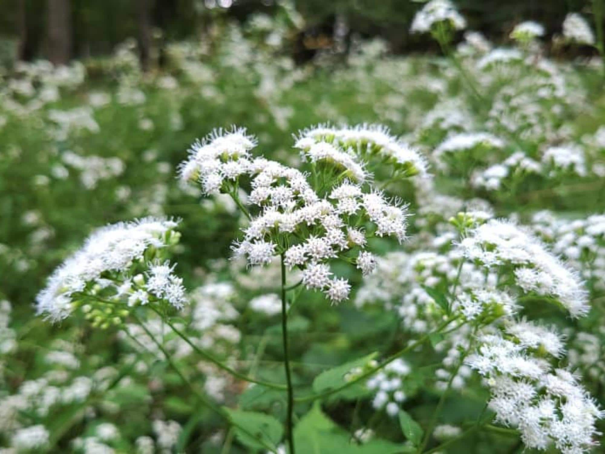 White Snakeroot Seeds – Ageratina altissima Wildflower Seeds for Pollinator Gardens, Borders & Meadow Plantings
