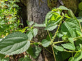 Smallspike False Nettle Seeds – Boehmeria cylindrica Wildflower Seeds for Pollinator Gardens, Cottage Garden, Natural Landscape