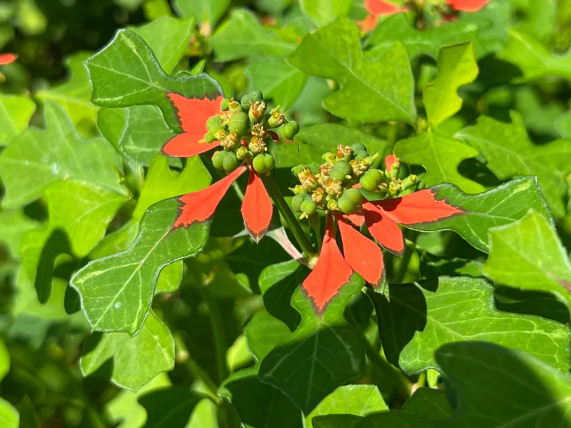 Euphorbia Cyathophora Seeds Wildflower Seeds for Pollinator Gardens, Cottage Garden, Evergreen, Fire on the Mountain, 10 Seeds
