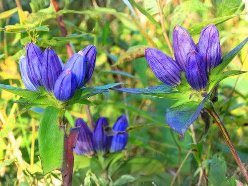100 Seeds Bottle Gentian Seeds – Gentiana andrewsii Wildflower Seeds for Pollinator Gardens, Cottage Garden, Natural Landscape