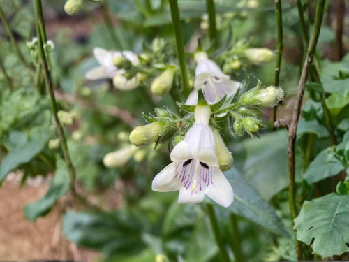 100 Foxglove Beardtongue Seeds – Penstemon digitalis Wildflower Seeds for Pollinator Gardens, Cottage Garden, Natural Landscape