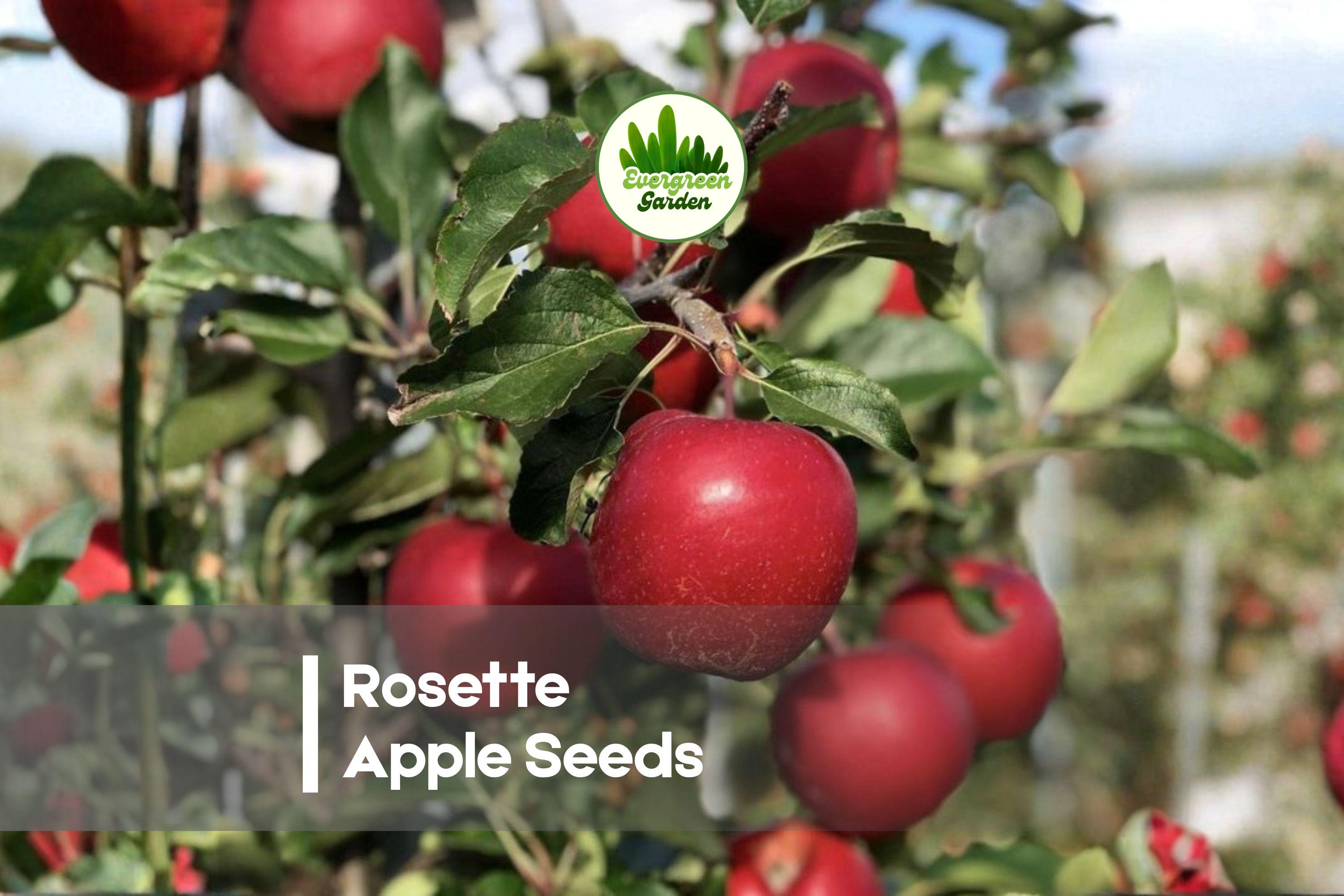 25+ Rosette Apple Seeds - Unique Ornamental Fruit Tree with Red-Fleshed Apples, Pink-White Blossoms, Malus domestica