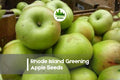 Rhode Island Greening Apple Seeds – Heirloom Malus domestica for Orchards & Gardens, Green Fruit, Spring Blossoms