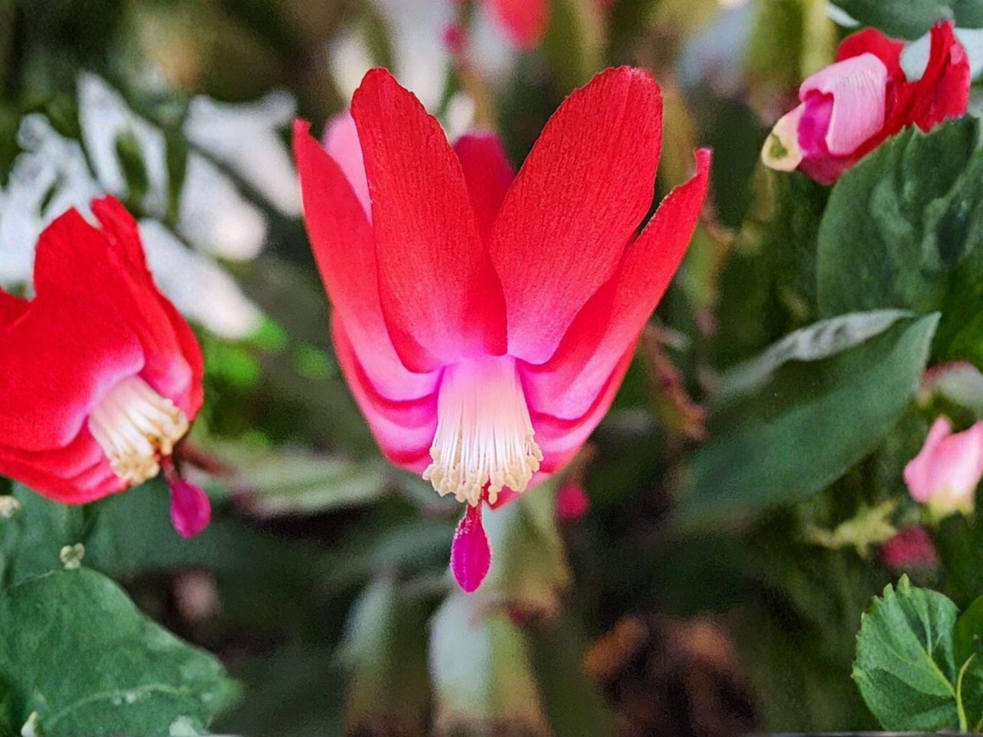 Fairy Tale Christmas Cactus Starter Plant | Schlumbergera truncata | Holiday Blooming Houseplant | Tropical Succulent