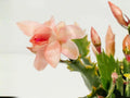 Nutbush City Limits Christmas Cactus Starter Plant | Schlumbergera truncata Holiday Blooming Houseplant