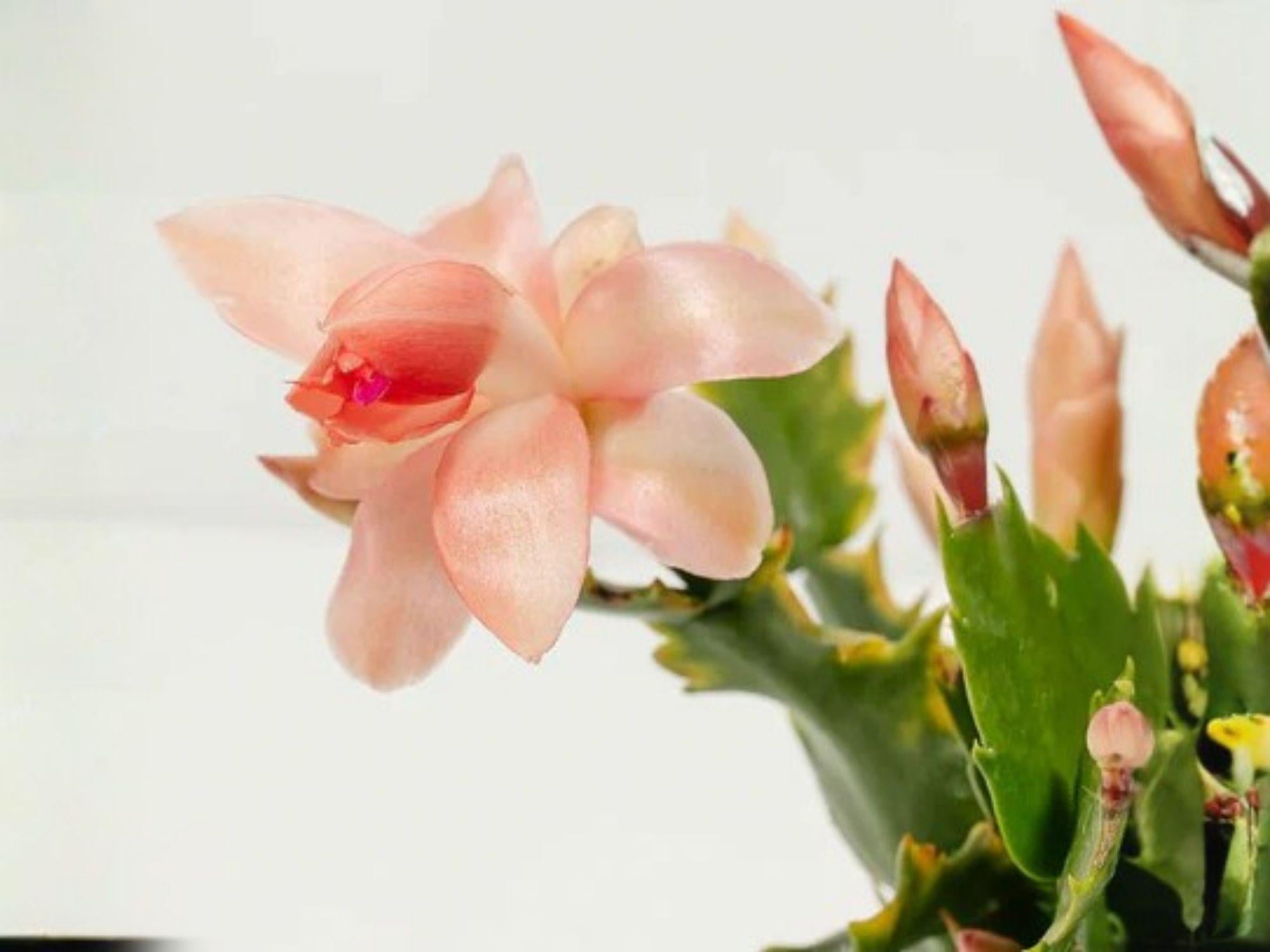 Nutbush City Limits Christmas Cactus Starter Plant | Schlumbergera truncata Holiday Blooming Houseplant