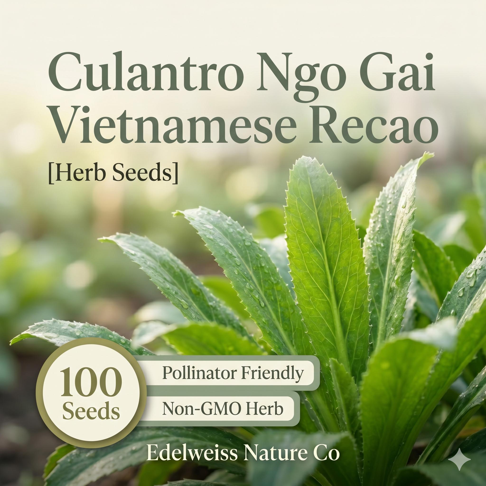 Culantro Seeds 100 Pack – Ngo Gai Vietnamese Herb, Caribbean Coriander, Aromatic Culinary Herb for Asian & Latin Dishes