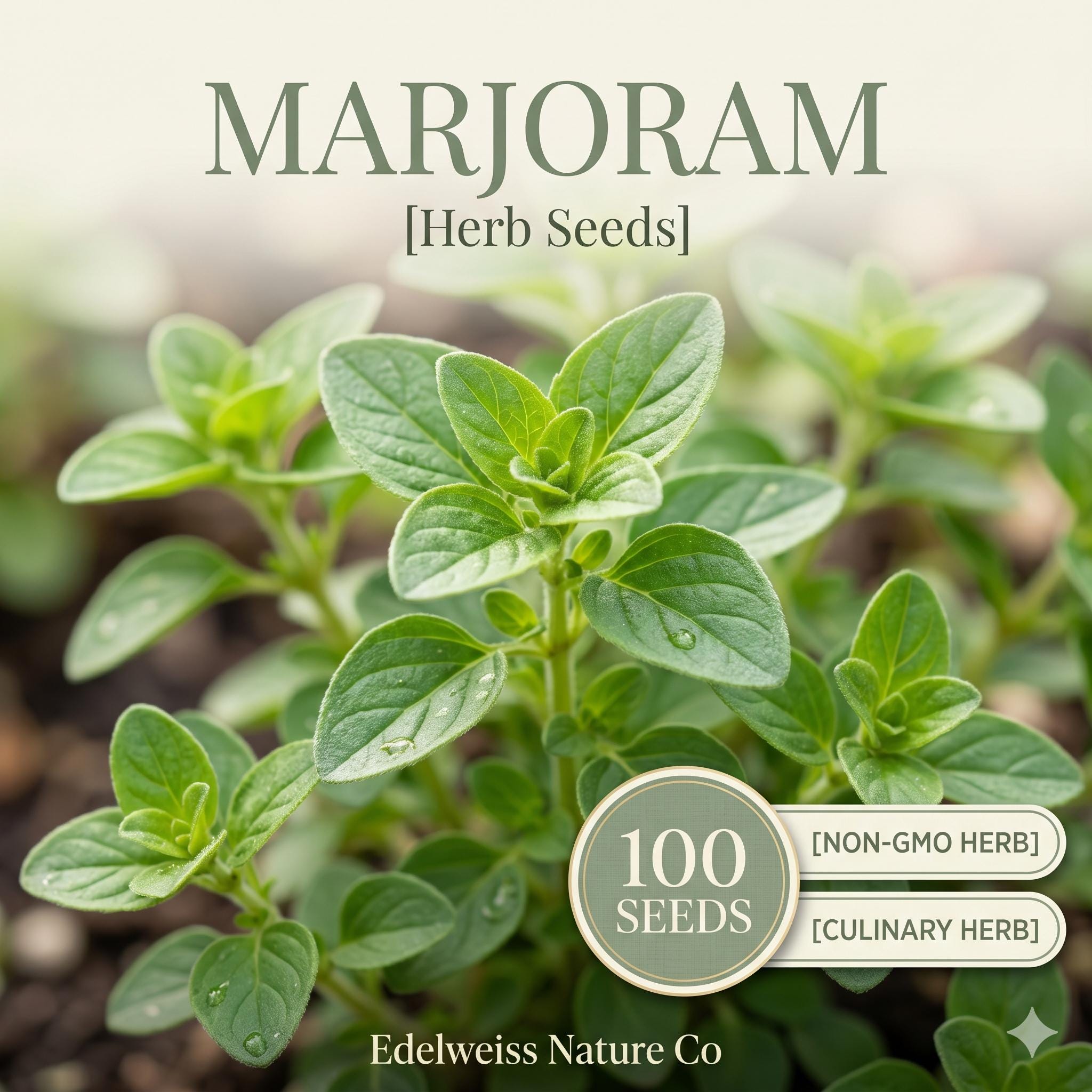 Sweet Marjoram Herb Seeds, 500 Count – Culinary & Medicinal, Heirloom Origanum majorana, Easy to Grow, Mediterranean Herb Seeds