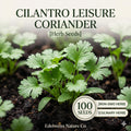 Leisure Cilantro Seeds 100 Pack – Slow Bolting Coriander Herb for Fresh Leaves & Seeds – Heirloom, Culinary Herb