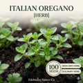 Italian Oregano Seeds - Heirloom Culinary Herb, 100 Seeds, Mediterranean, Origanum vulgare
