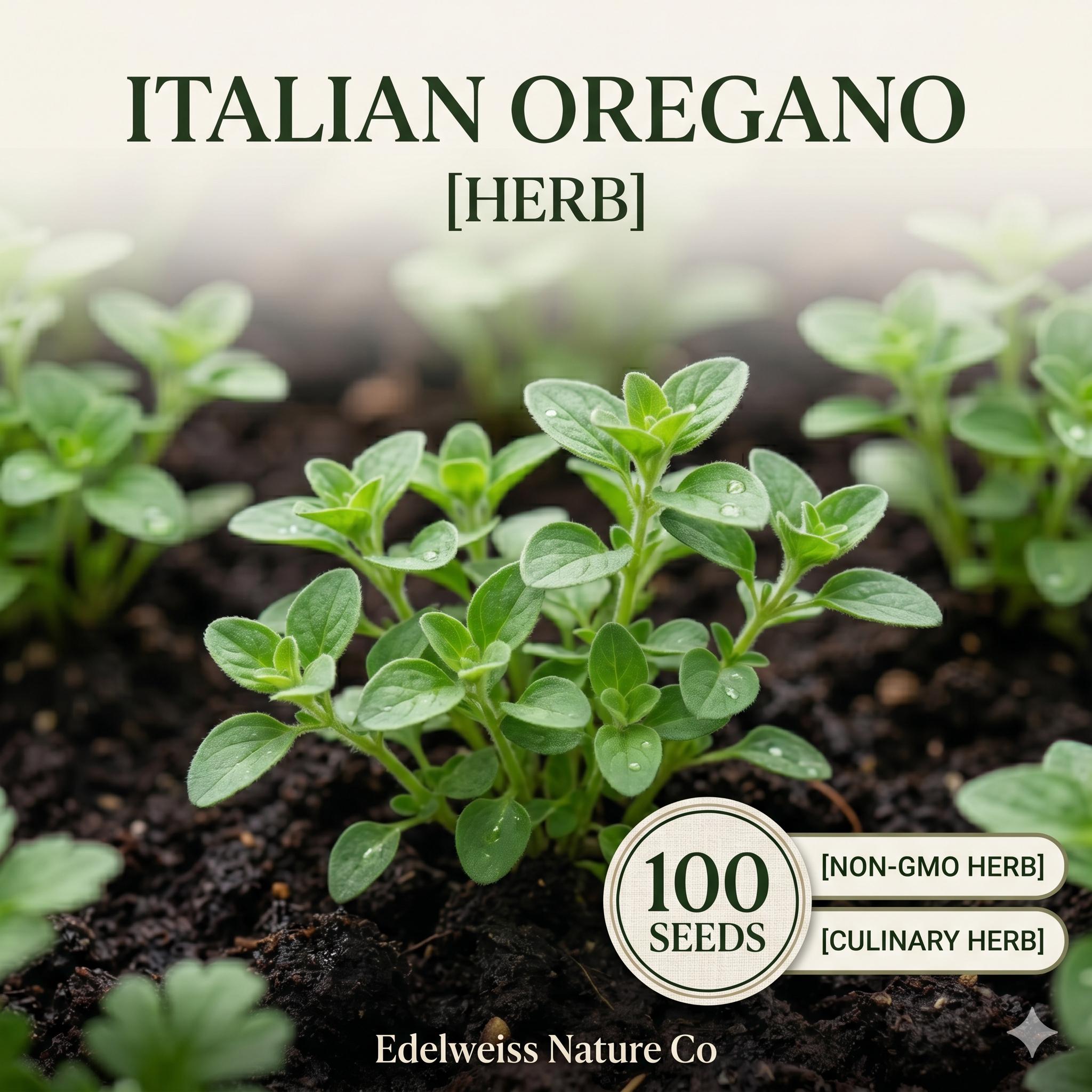 Italian Oregano Seeds - Heirloom Culinary Herb, 100 Seeds, Mediterranean, Origanum vulgare