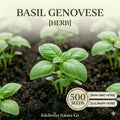 Genovese Basil Seeds - 500 Heirloom Italian Herb Seeds for Pesto, Salad, and Cooking - Aromatic, Large Leaf, Annual Herb