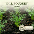 Bouquet Dill Seeds - Heirloom Herb for Pickling & Culinary Use, 500 Seeds, Annual Herb, Aromatic, Pollinator-Friendly, Garden & Container