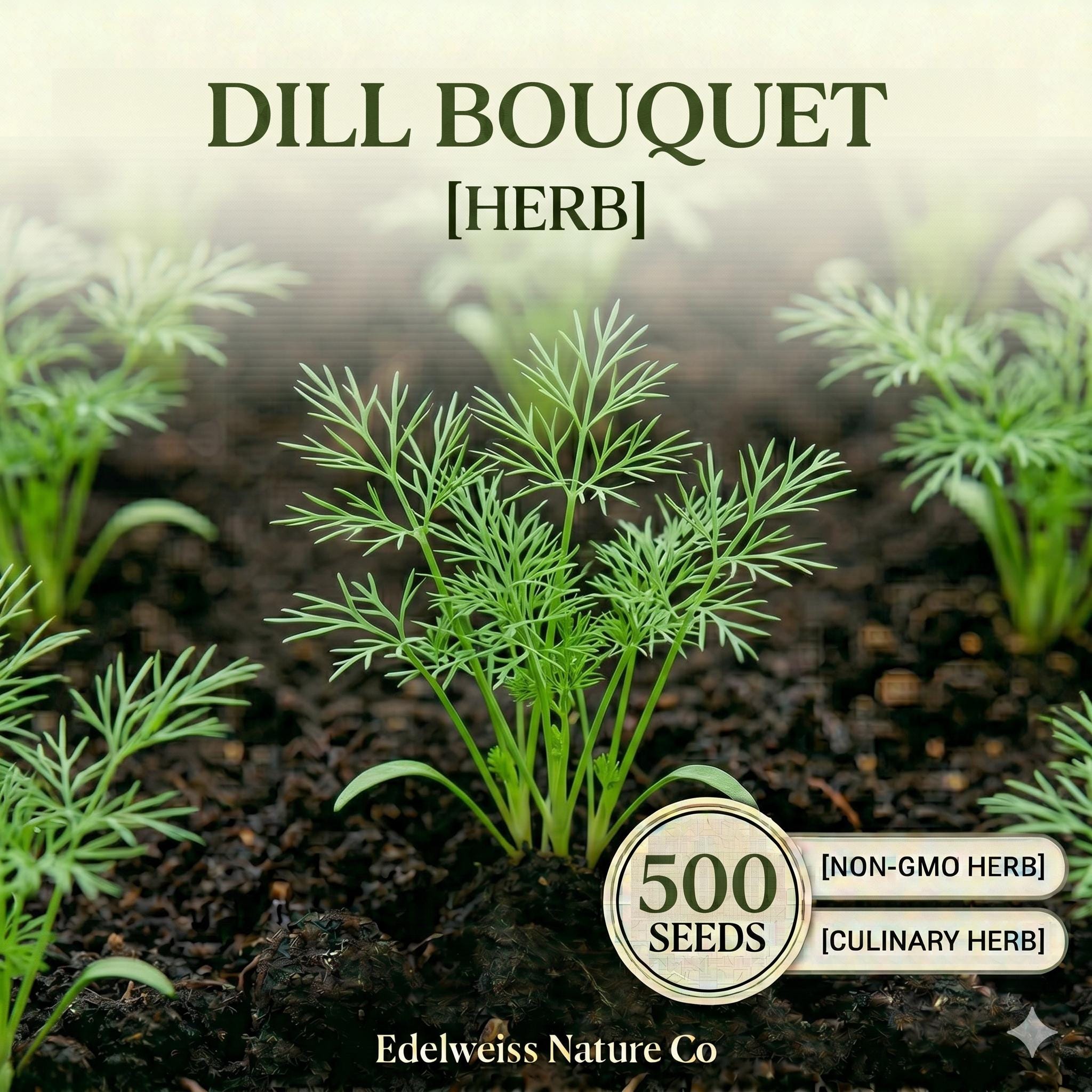 Bouquet Dill Seeds - Heirloom Herb for Pickling & Culinary Use, 500 Seeds, Annual Herb, Aromatic, Pollinator-Friendly, Garden & Container