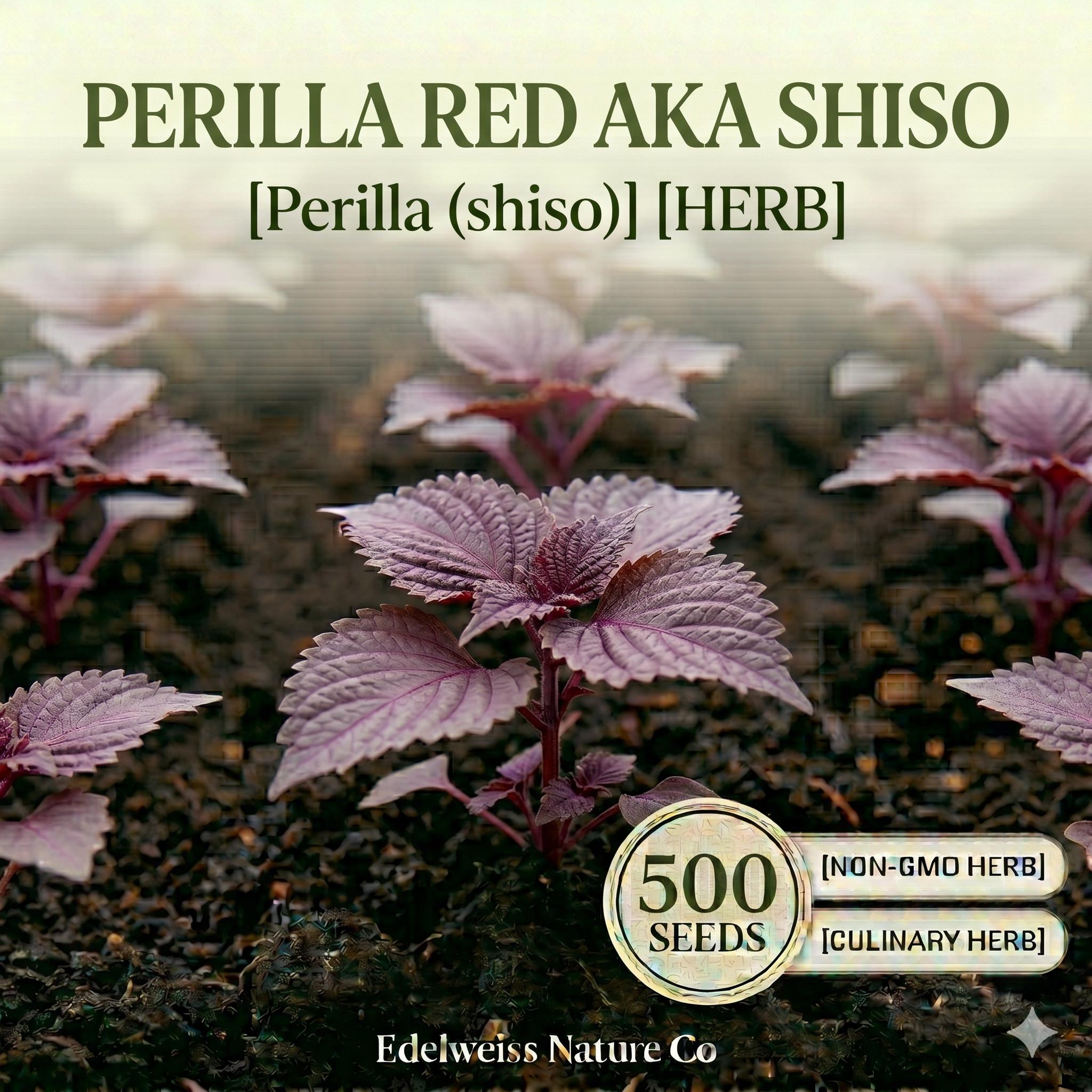 Red Aka Shiso Seeds – Heirloom Japanese Herb, Edible Ornamental, Perilla, Deep Red-Purple, Culinary & Garden Use