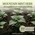 Mountain Mint Seeds – Heirloom Perennial Herb for Tea & Pollinators, Silvery-Green Foliage, Native Plant, Aromatic, 100 Seeds