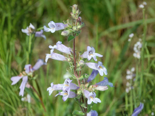 100 Slender Beardtongue Seeds – Penstemon gracilis Wildflower Seeds for Pollinator Gardens, Cottage, Meadow, Natural Landscaping
