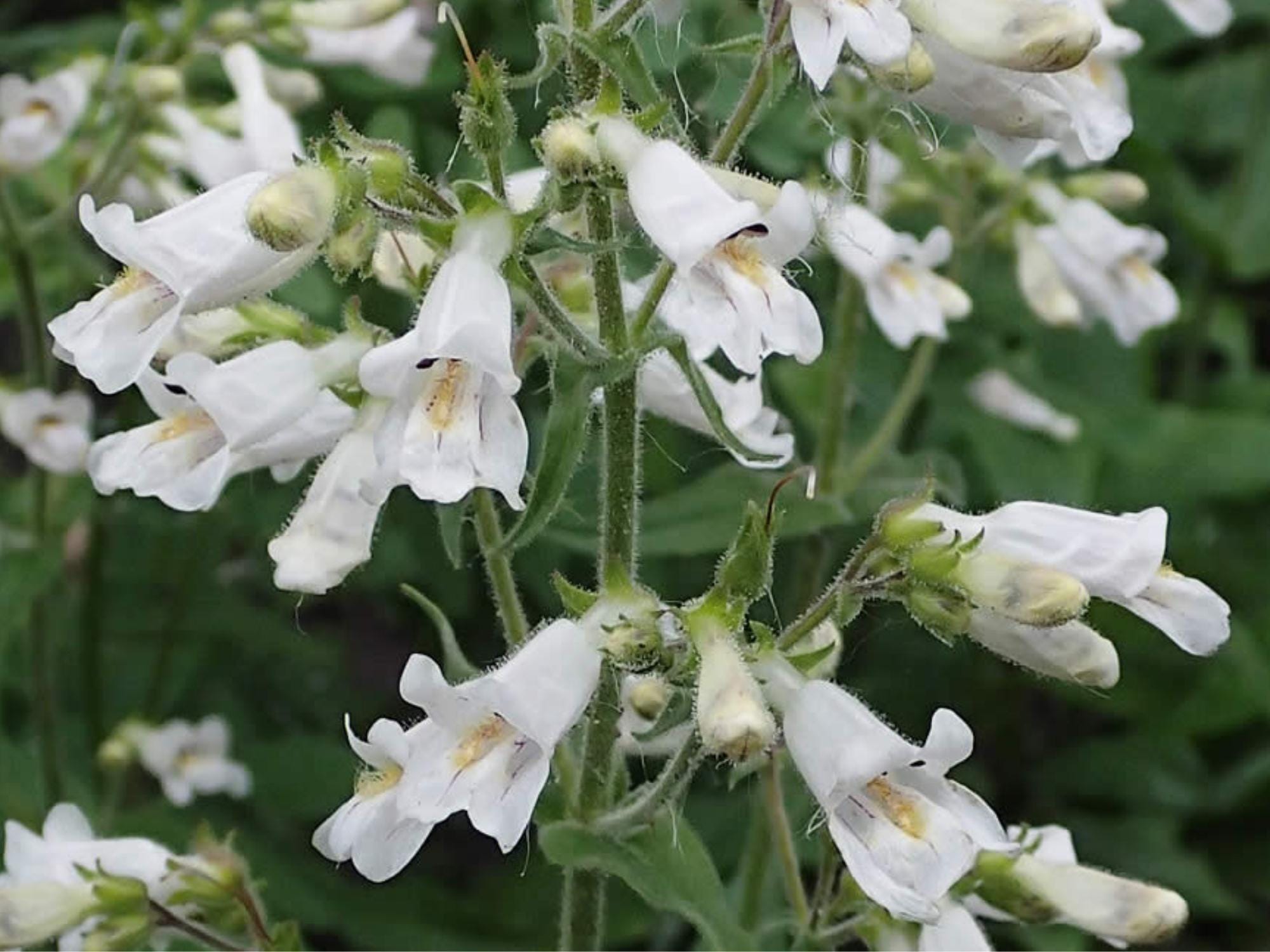100 Pale Beardtongue Seeds – Penstemon pallidus Wildflower Seeds for Pollinator Gardens, Cottage Garden, Naturalistic Planting