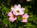 30 Illinois Rose Seeds Rosa setigera Ornamental Tree Shrub Seeds for Landscape, Naturalistic Gardens & Collector Projects