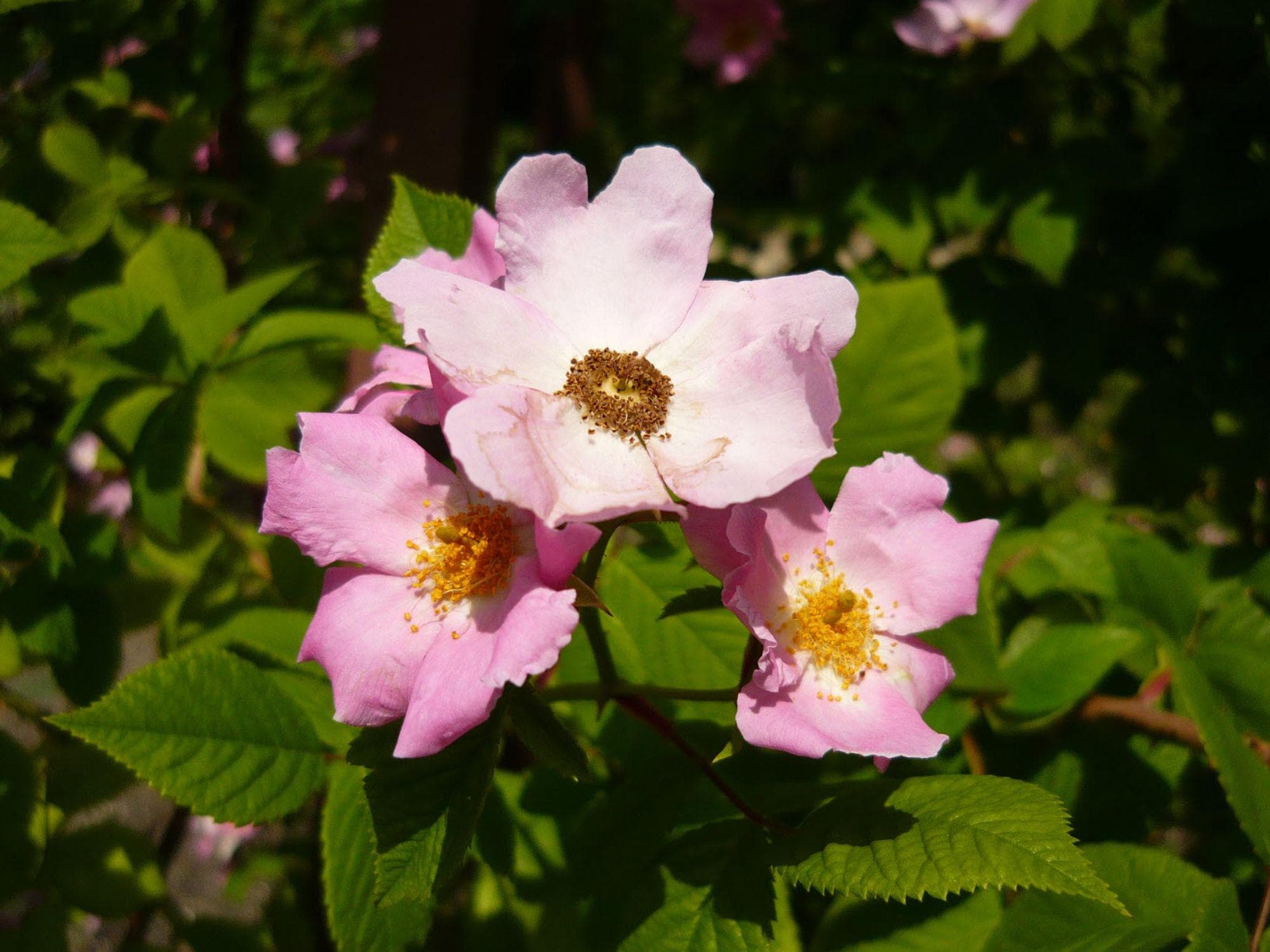 30 Illinois Rose Seeds Rosa setigera Ornamental Tree Shrub Seeds for Landscape, Naturalistic Gardens & Collector Projects