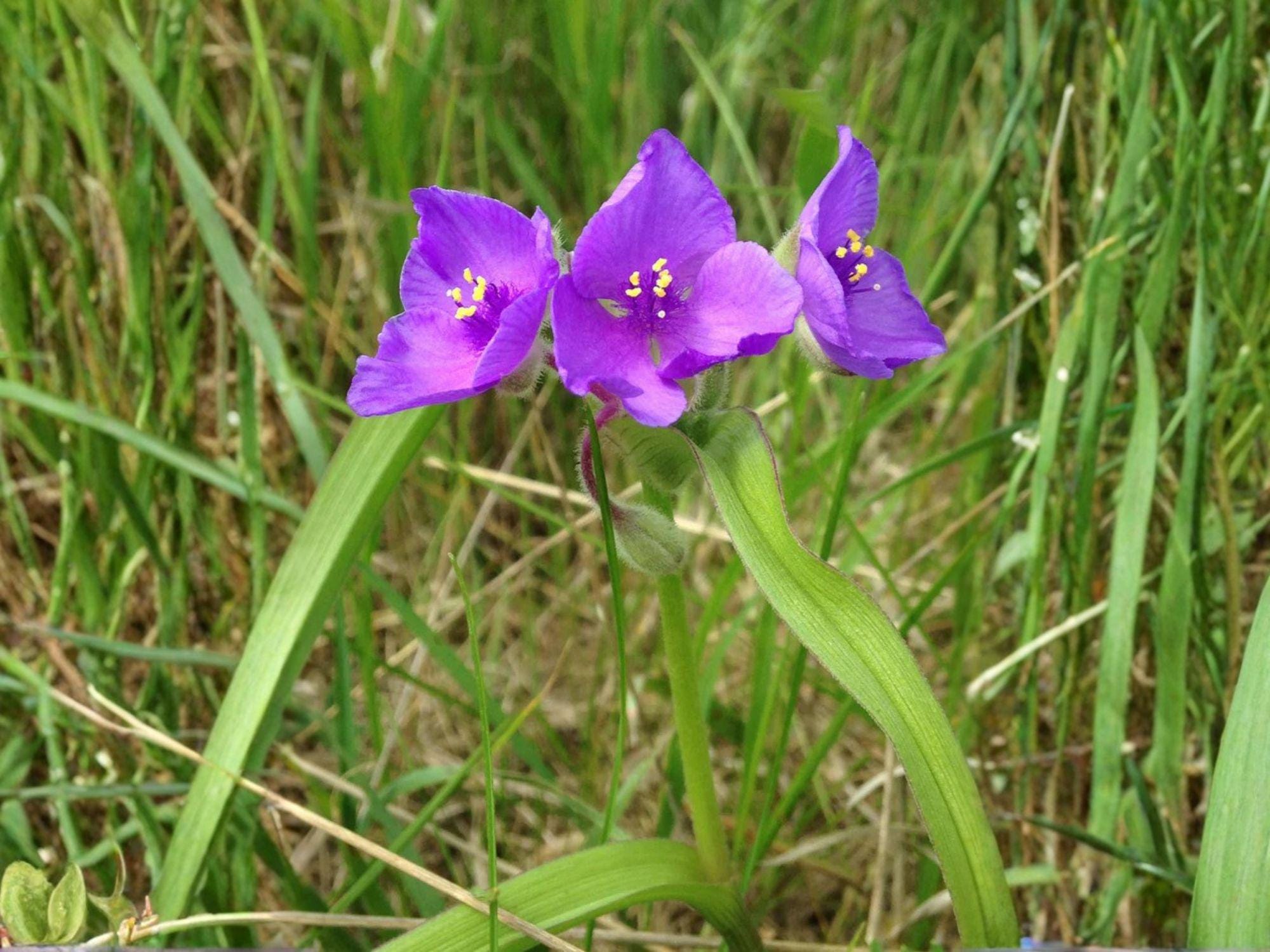 25 Prairie Spiderwort Seeds – Wildflower Seeds for Pollinator Gardens, Cottage Garden, Tradescantia bracteata, Natural Landscape Planting