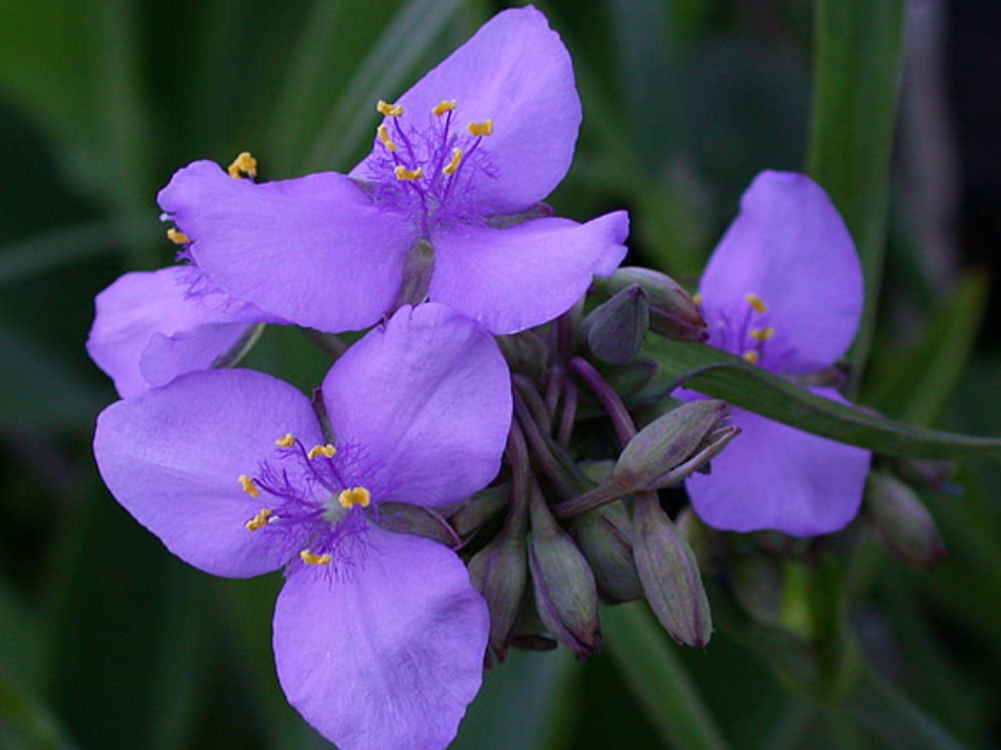 25 Ohio Spiderwort Seeds – Wildflower Seeds for Pollinator Gardens, Cottage Garden, Tradescantia ohiensis
