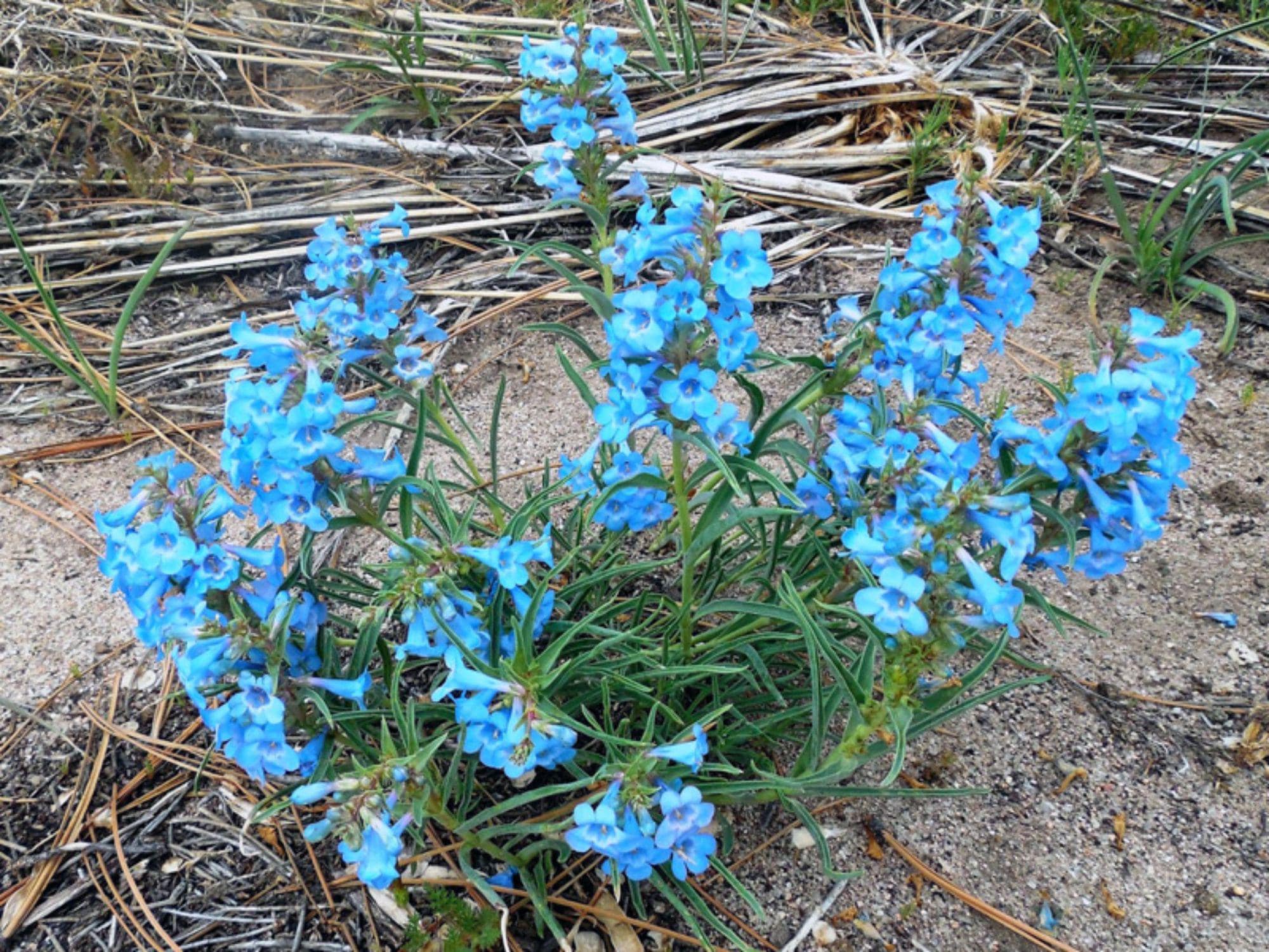 Pagoda Penstemon Seeds – Penstemon angustifolius Wildflower Seeds for Pollinator Gardens, Cottage, Meadow, Naturalistic Planting