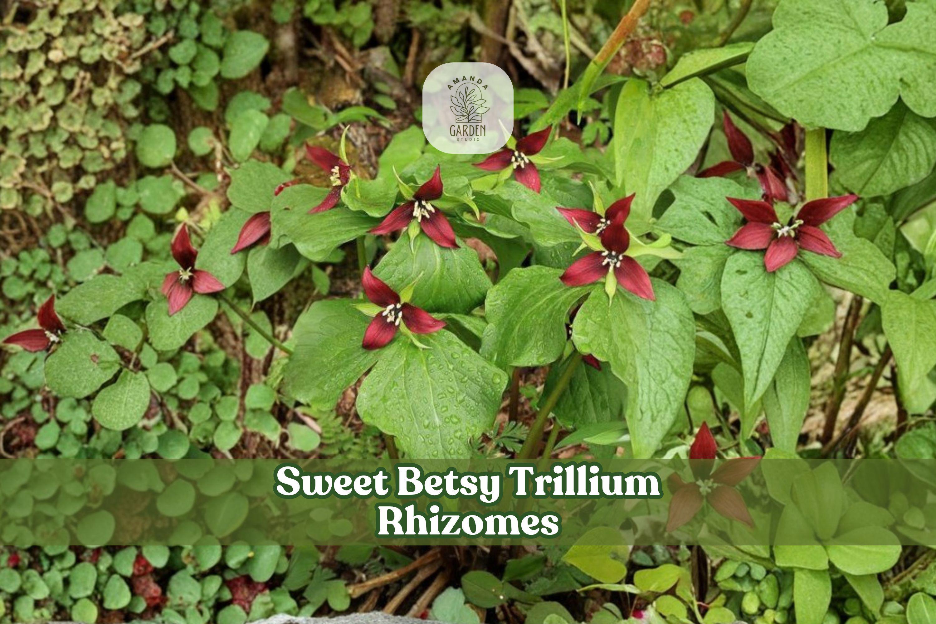 Sweet Betsy Trillium Rhizomes – 5 Bare Root Bulbs, Trillium cuneatum, Woodland Perennial, Shade Garden, Native Wildflower