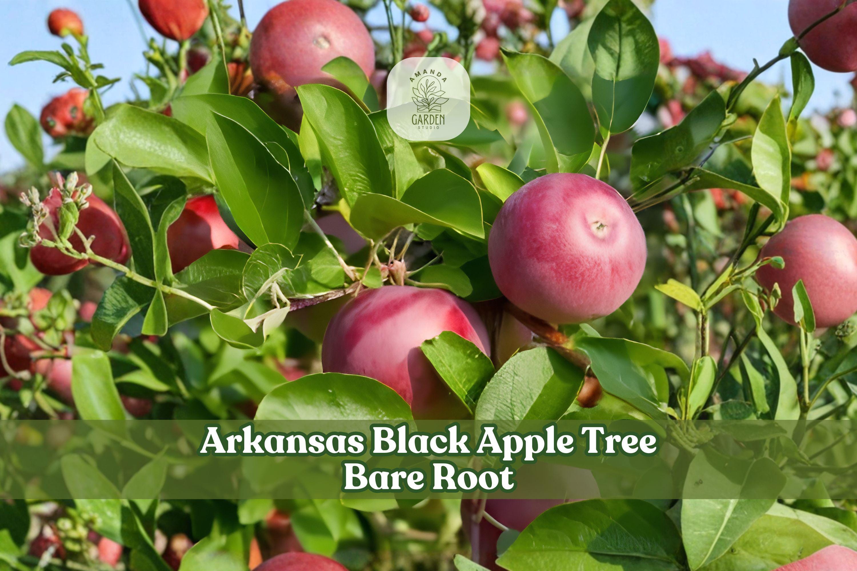 Arkansas Black Apple Tree Bare Root Grafted Malus domestica – 12–18 Inch Heirloom Fruit Tree for Home Orchard