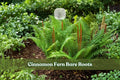 3 Cinnamon Fern Bare Roots | Osmunda cinnamomea Live Fern Plants for Shade Gardens, Woodland & Rain Gardens