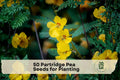 50 Partridge Pea Seeds | Native Wildflower Chamaecrista fasciculata | Yellow Bloom, Pollinator-Friendly, Wildflower Garden