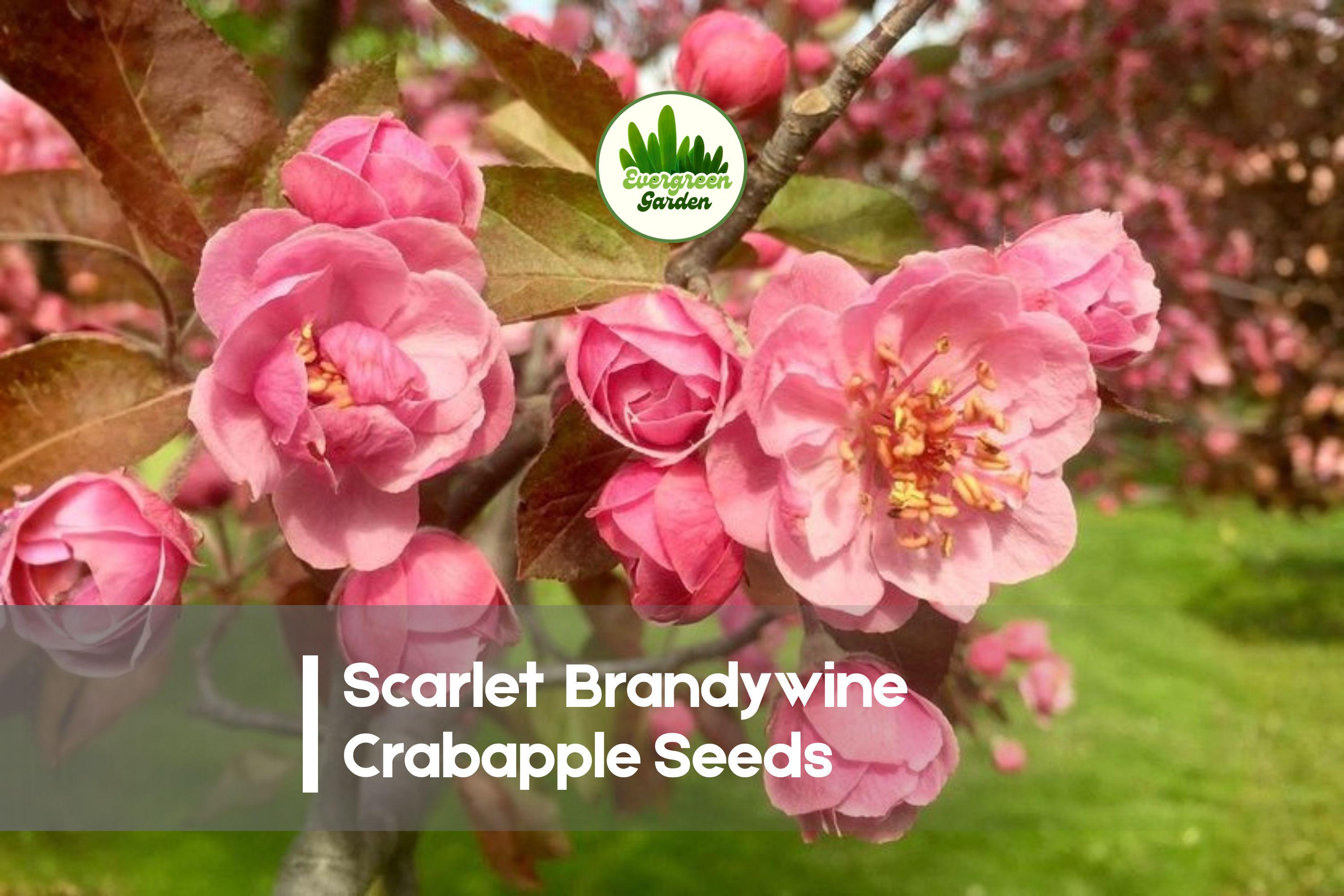 Scarlet Brandywine Crabapple Seeds – Ornamental Flowering Tree, Vibrant Blossoms, Colorful Fruit, Malus spp., Garden & Landscape Planting