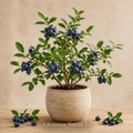 Rebel Blueberry Starter Plant Vaccinium corymbosum Edible Berry Shrub for Garden, Container, Landscape