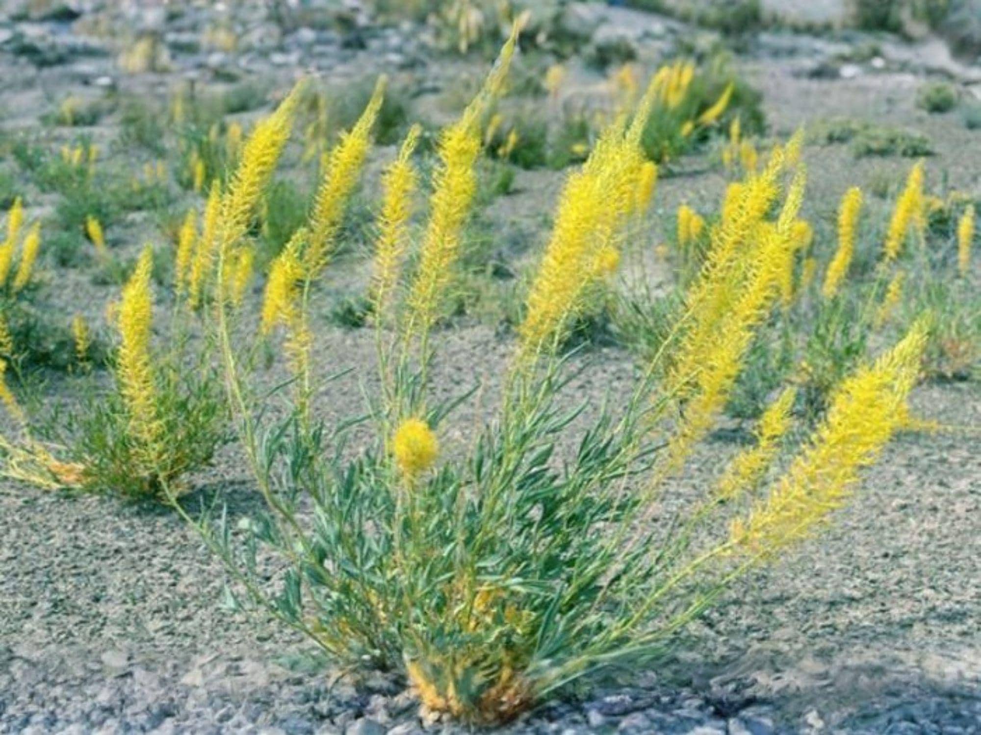 40 Stanleya pinnata Wildflower Seeds for Pollinator Gardens, Cottage Garden, Natural Landscape, Seeds for Planting