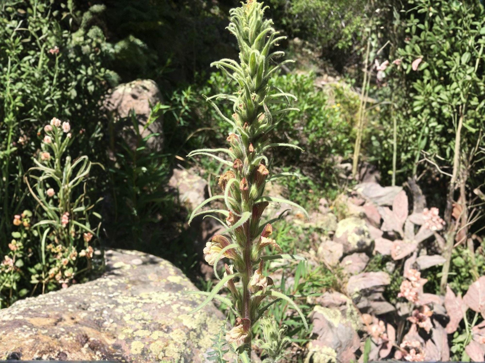 Giant Lousewort Seeds – Pedicularis procera Wildflower Seeds for Pollinator Gardens, Cottage, Meadow & Natural Landscapes