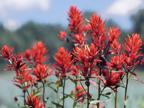 100 Split-Leaf Paintbrush Seeds – Castilleja linariifolia Wildflower Seeds for Naturalistic Gardens and Pollinator Borders