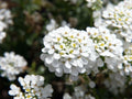 100 Empress Rocket Candytuft Seeds – Iberis amara Wildflower Seeds for Pollinator Gardens, Cottage, Meadow & Natural Landscapes